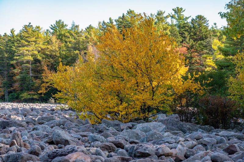 A Rocky Surprise Beyond the Leaves: Hickory Run State Park, White Haven, Carbon County,