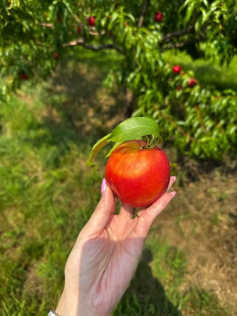 Carlson Orchards, Harvard