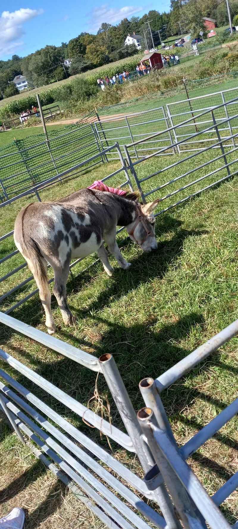 Alpacas, Goats, And A Donkey Are Waiting For Their Hay