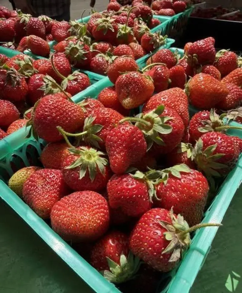 Strawberry Season Turns Kids Into Tiny Harvesters