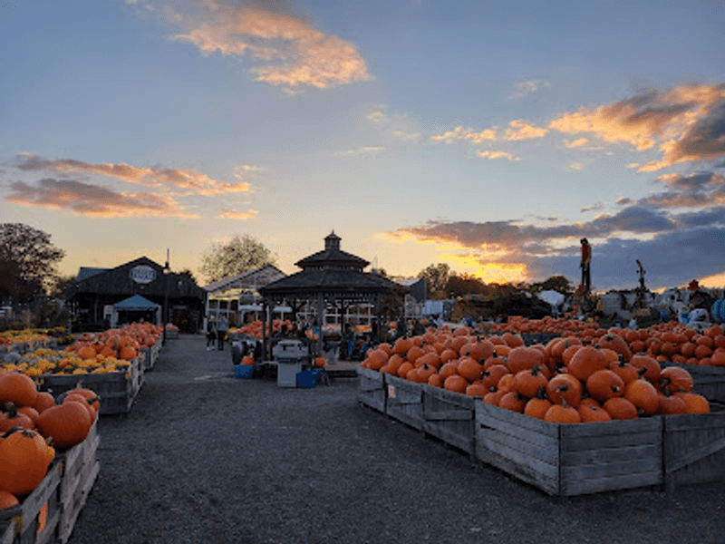 Pumpkinland Adds Color to the Afternoon