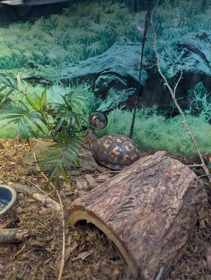 Turtles Add Another Layer to Coastal Learning