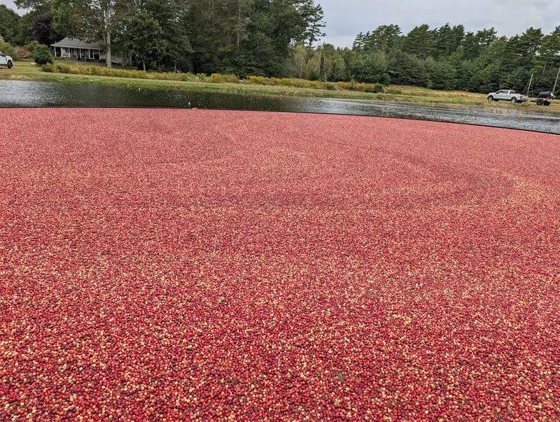 Discover Why Cranberries Float