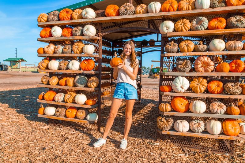 Maxwell's Pumpkin Farm