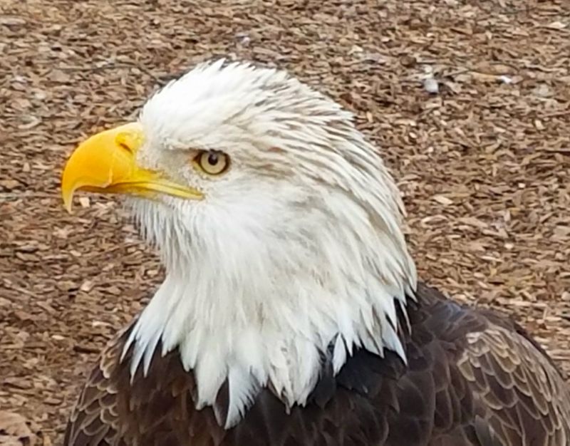 Bald Eagles Steal The Show Without Even Trying
