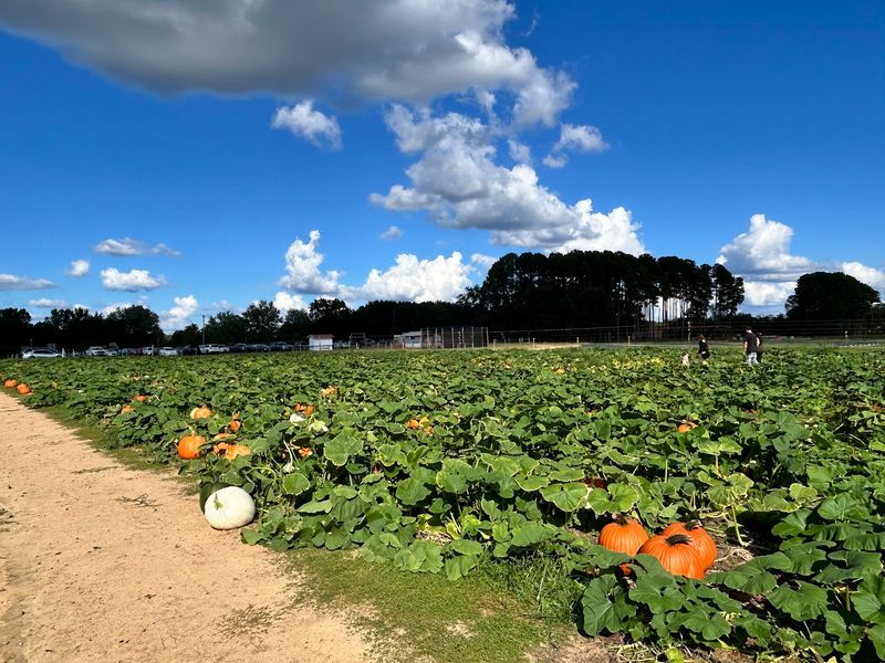 Washington Farms