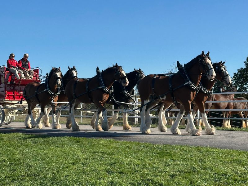 Grab The Reins And Feel What An Eight-Horse Hitch Demands