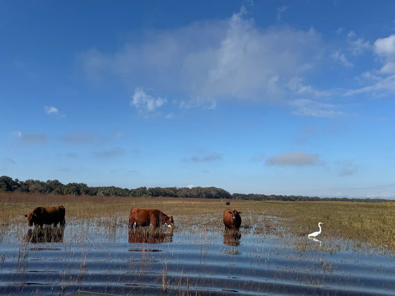 Yes, You Can Brush A Highland Cow Here