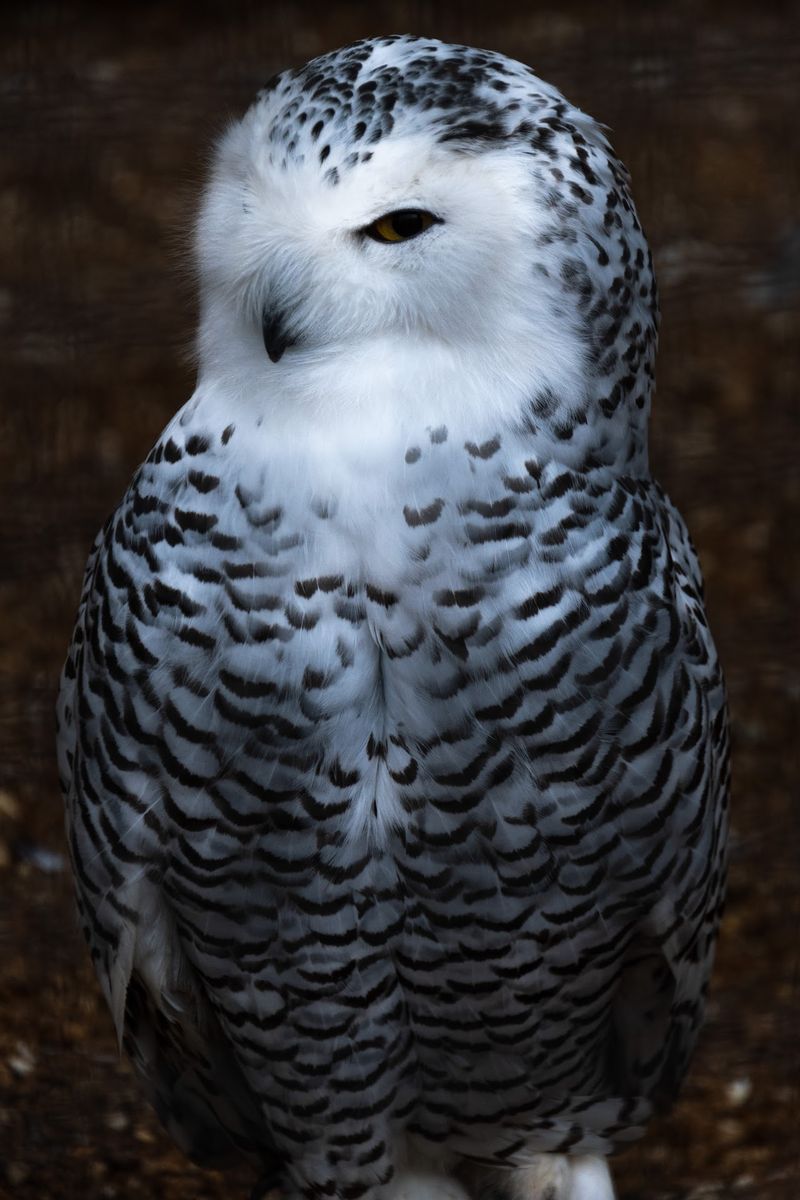 Owls With Names, Quirks, And Loyal Fans