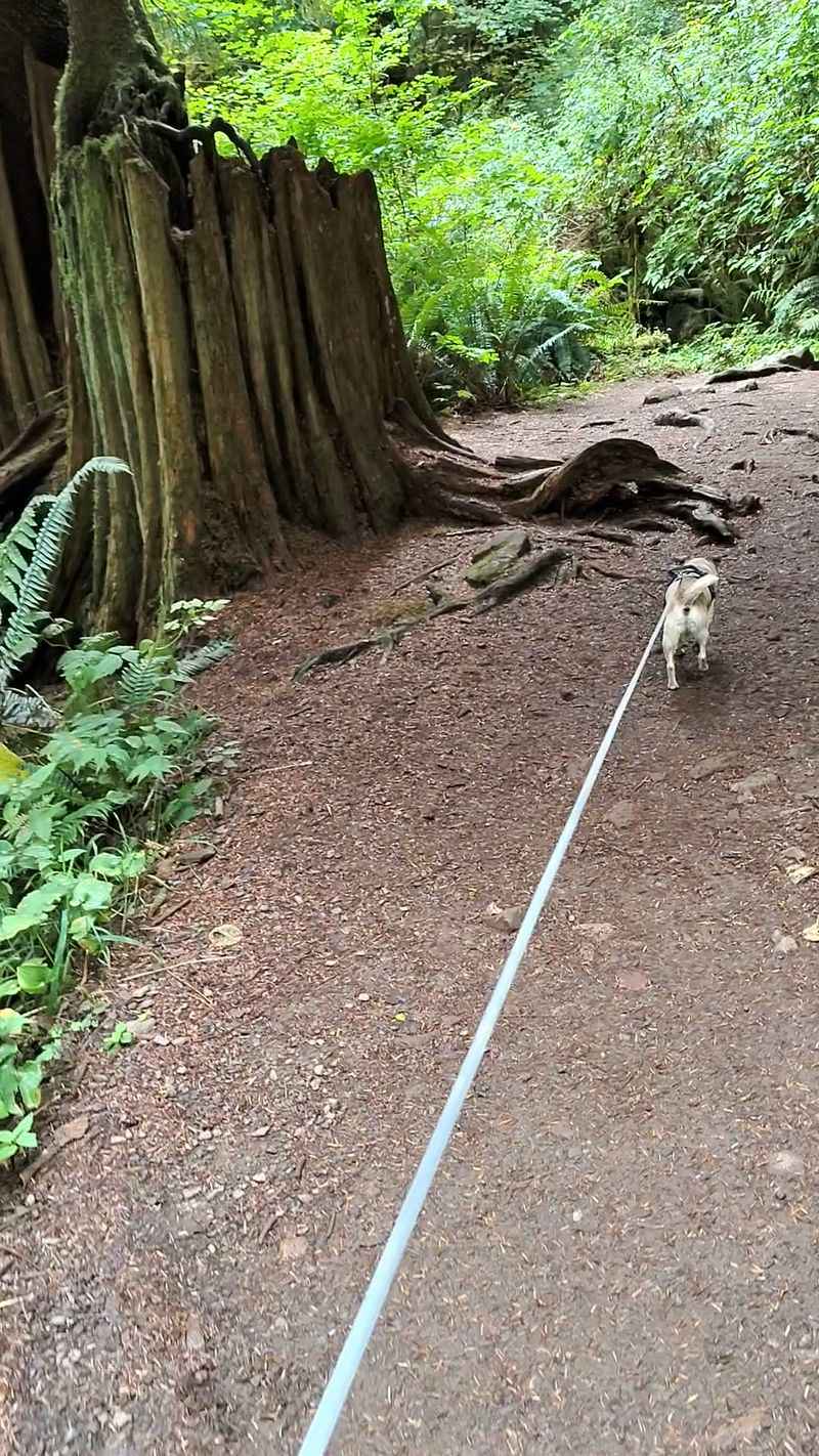 Roots, Rocks, And A Trail That Keeps You Honest