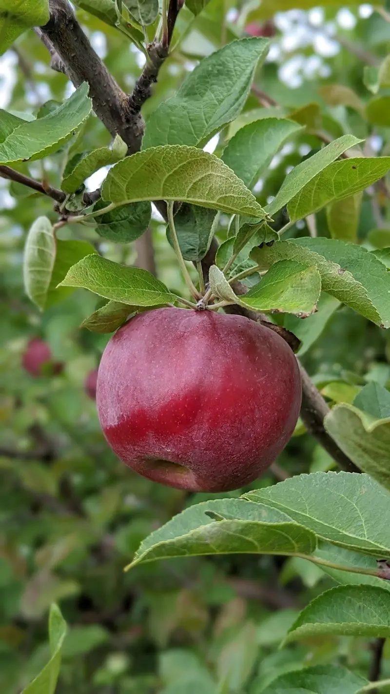 George Hill Orchards, South Lancaster