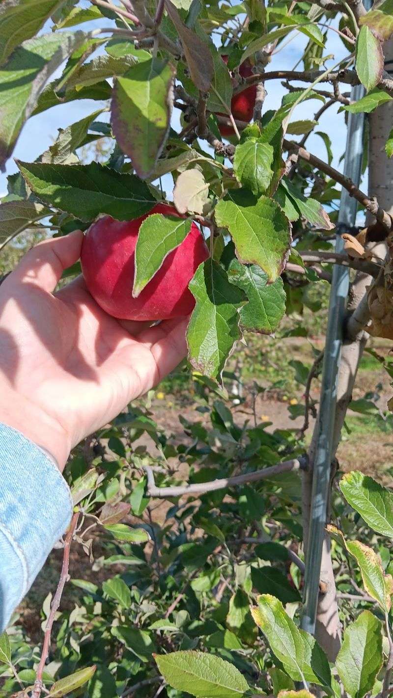 Haslinger Orchards: Cider and Curious Animals in Gibsonburg