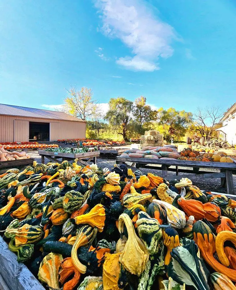 Styer Orchard Inc.