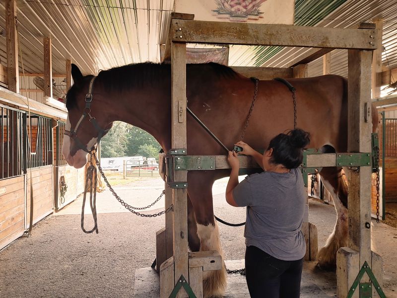 Brushes, Harnesses, And Even A Little Stall Mucking