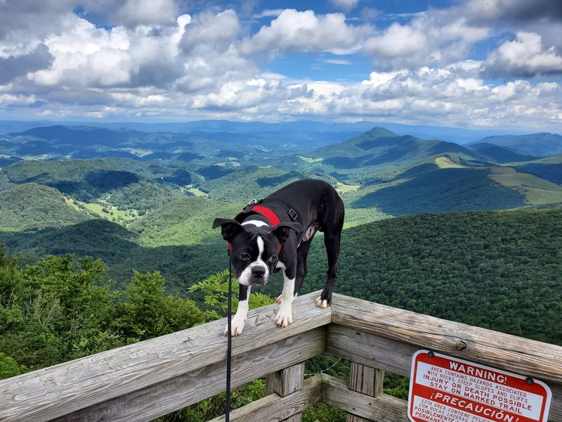 Earn Your Mountain Panorama: Elk Knob State Natural Area - Todd, Watauga County,