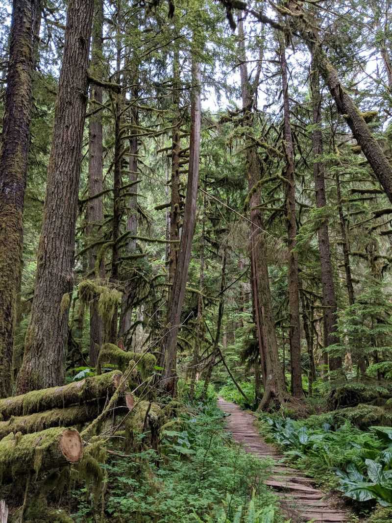 Quiet Enough to Hear the Forest Breathing