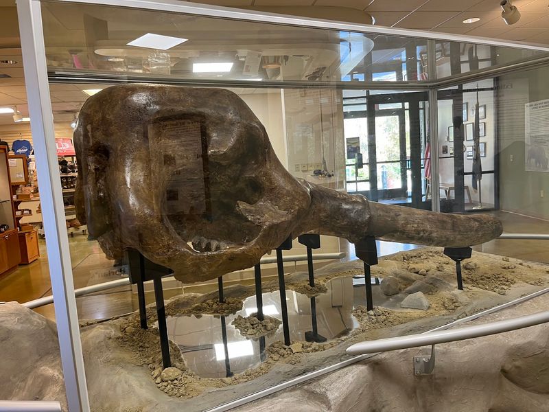 Bones, Research, And A Bigger Museum On The Way