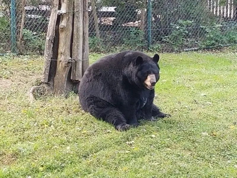 The Sleepy Black Bear Everyone Hopes To Spot