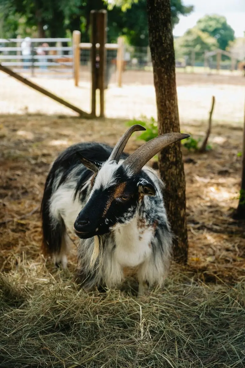 Goats, Chickens, and Llamas Add More Personality