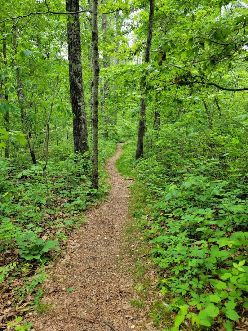 Two Trails, One Short And One Wooded