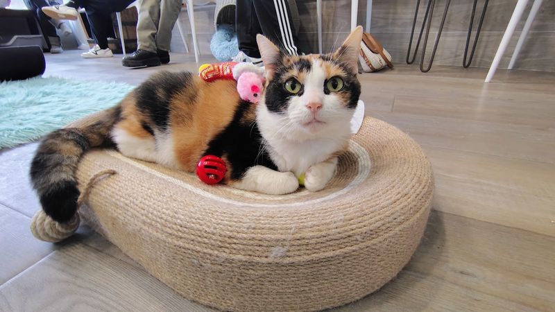 Worth Every Purr For Kentucky Families
