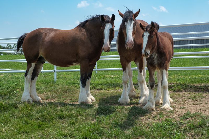 Worth The Drive For Anyone Who Grew Up Loving These Horses