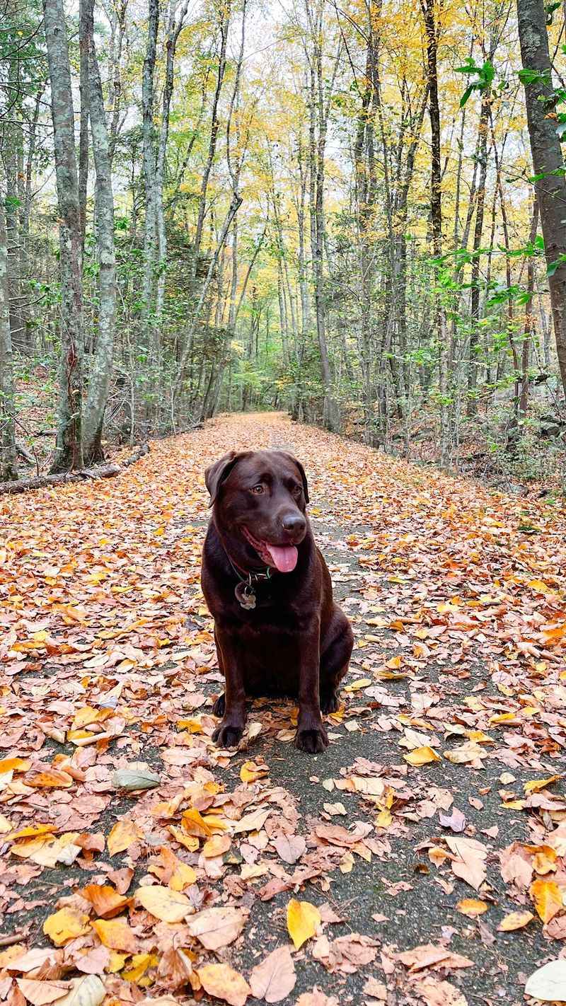 Wompatuck State Park: An Unhurried Afternoon in the Woods