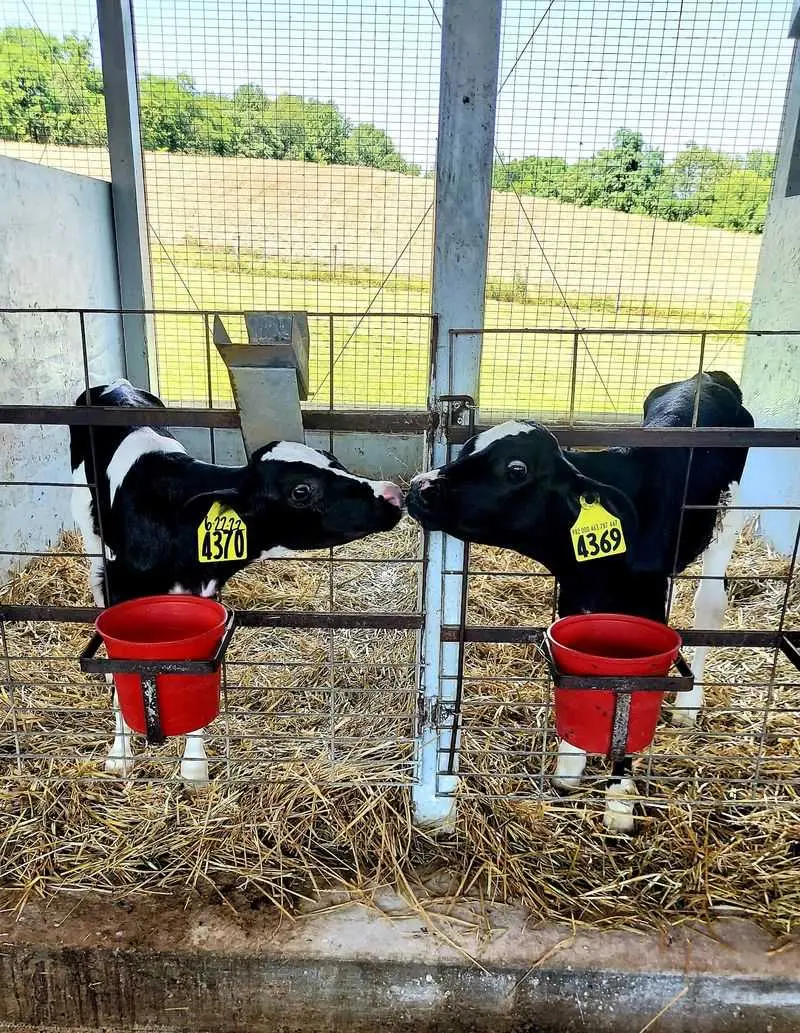 No Ticket? The Barn Still Has Plenty Of Cow Cuddles