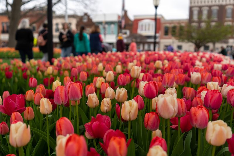 Time Your Trip Around 300,000 Tulips or Twinkling Lights