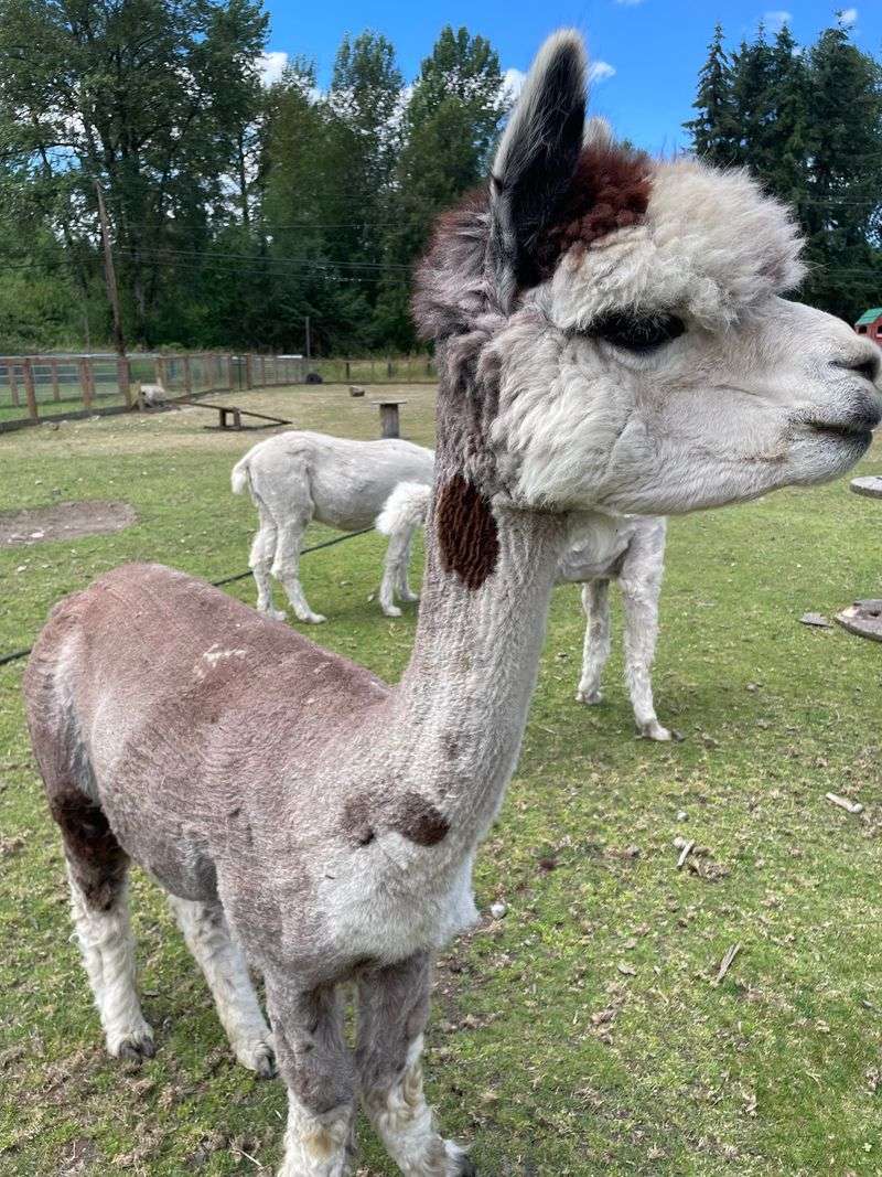 Alpacas Love Snacks, Just Not Your Hugs