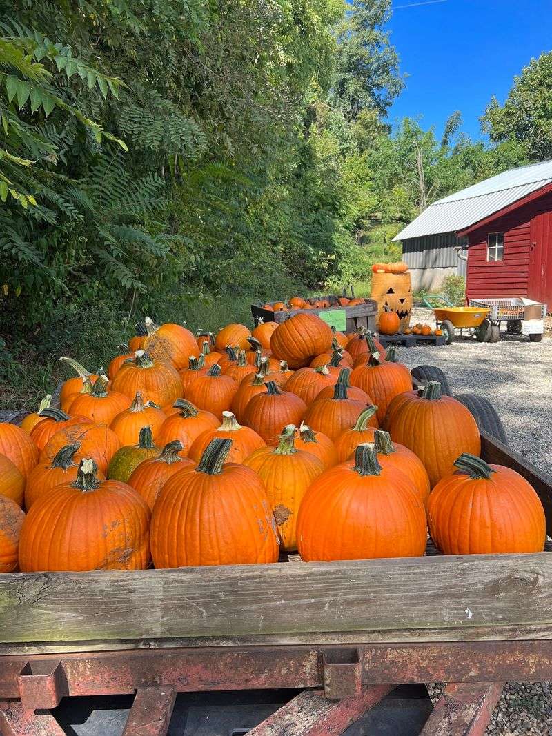 Morris Orchard