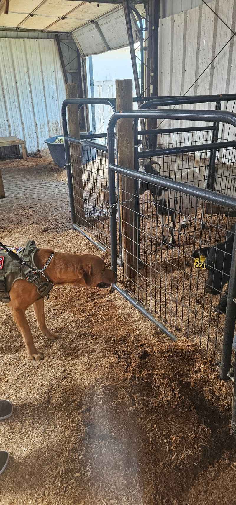 Meet Miss Daisy, Unofficial Greeter