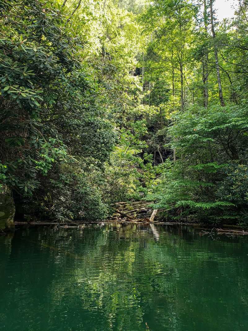 Enjoy The Steep, Forested Shoreline