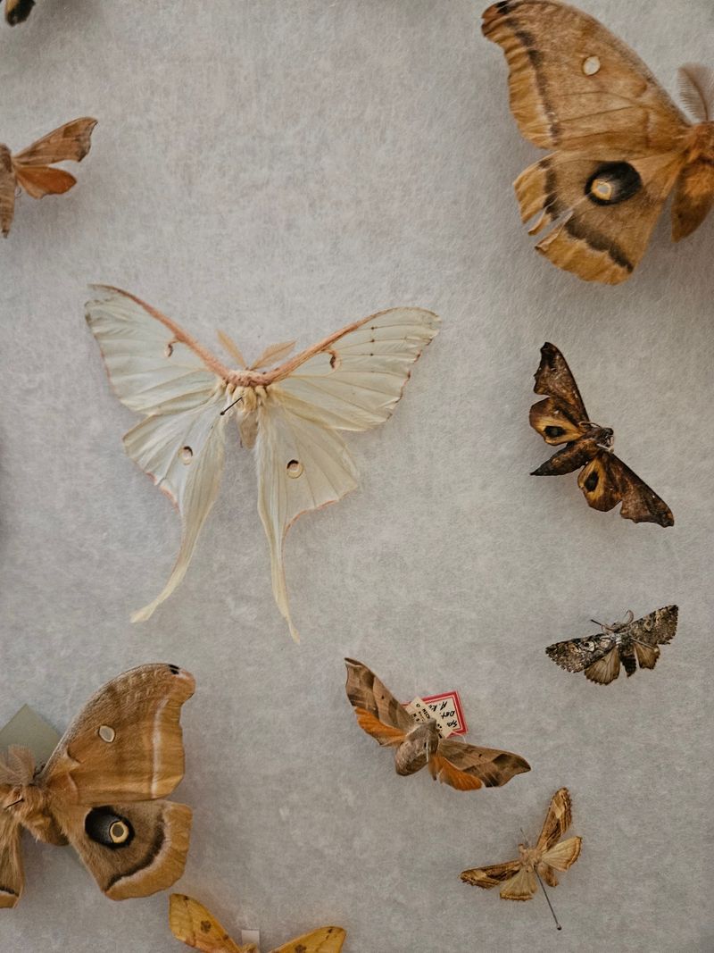 Creepy Crawlies Get Their Own Spotlight