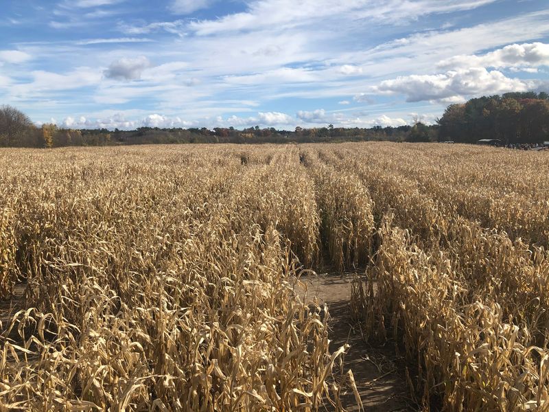Sauchuk's Corn Maze & Pumpkin Patch