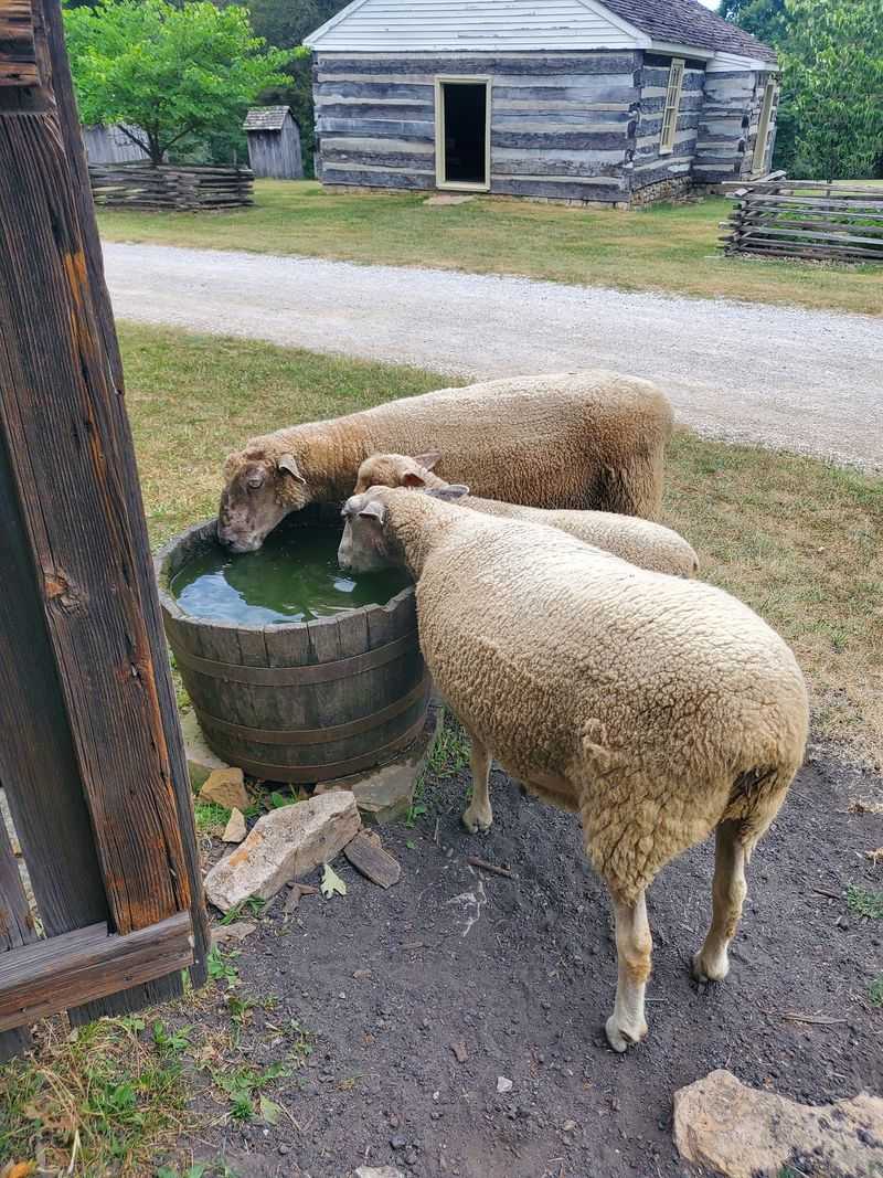 Fluffy Chickens And Woolly Sheep Steal Plenty Of Hearts