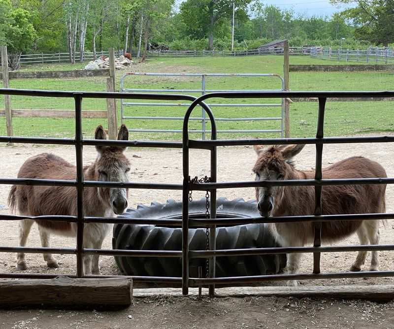 Pause for the Farm’s Animal Audience