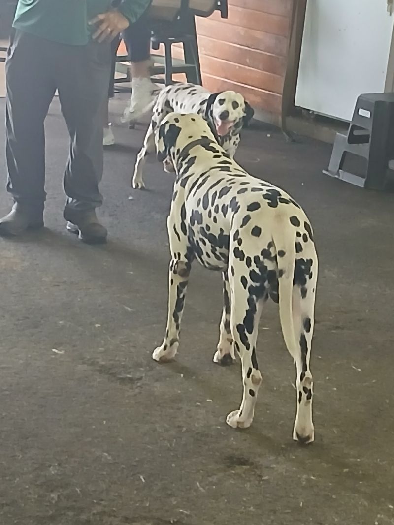 Dalmatians, A Tortoise, And Very Friendly Faces