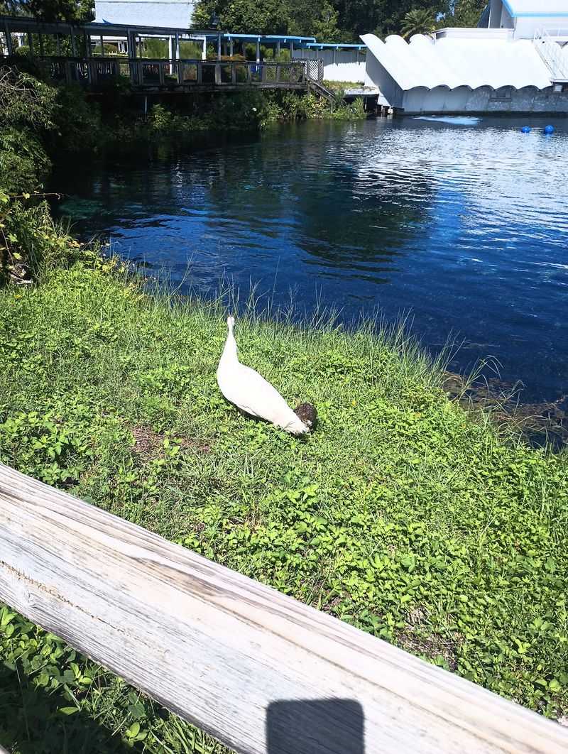 Wildlife Steals a Few Unscripted Moments