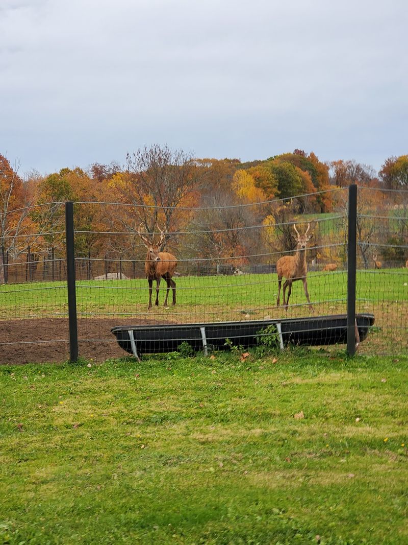 Fall Festival Fun And A Few Planning Tricks
