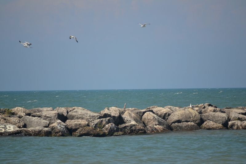 Bird Lovers, Pack The Binoculars