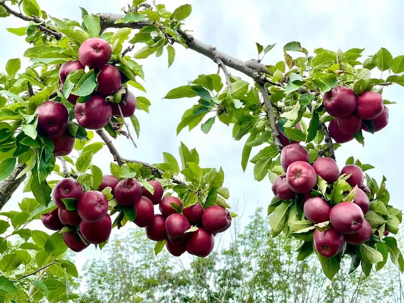 Red Apple Farm, Phillipston
