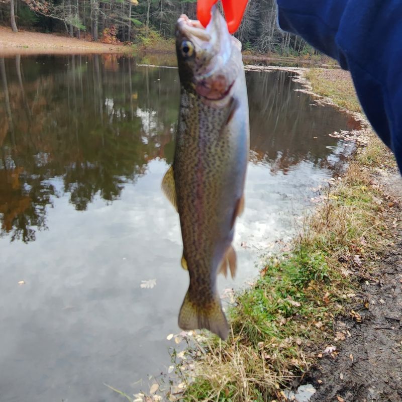 Take Advantage of the Fall Trout Stocking