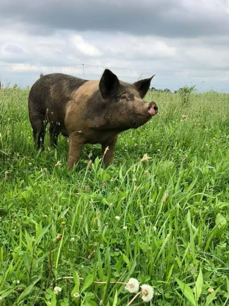 Skinner Farms LLC