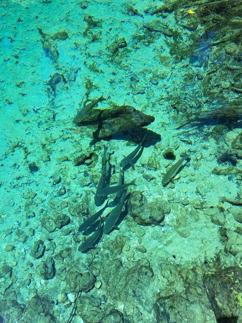 Turtles, Sunfish, And A Few Very Strange Cave Critters