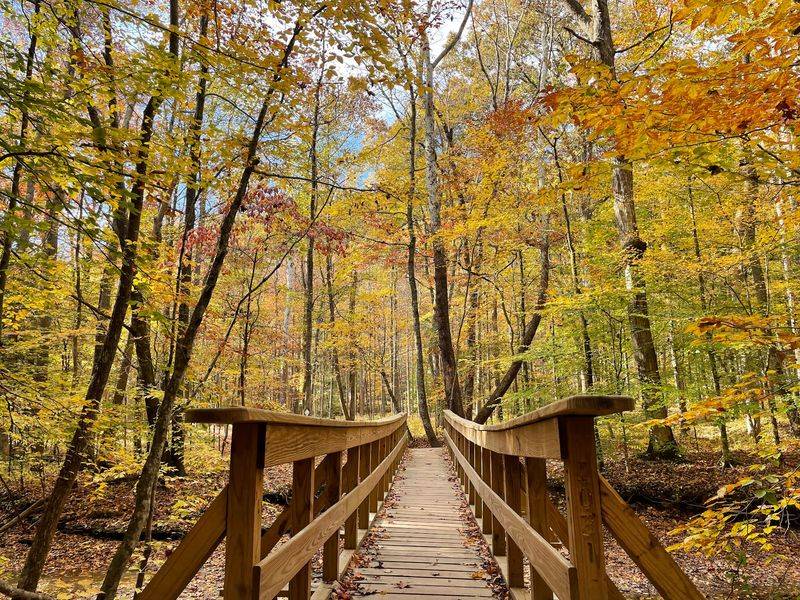 Forest Trails Wrapped Around Rowan County