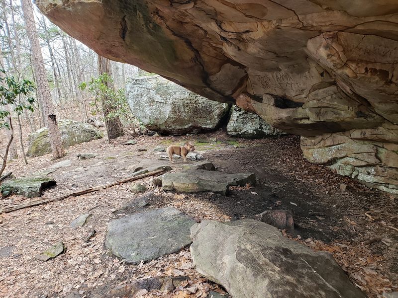 Wild Neighbors Share These Woods With You