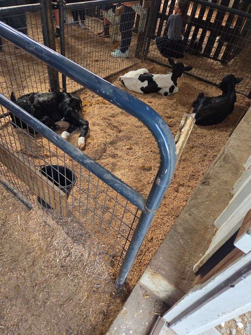 Brand-New Calves Steal The Spotlight
