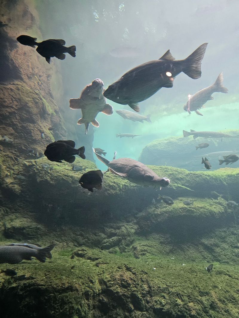 Alligators, A Planetarium, And A Civil Rights Story Worth Hearing