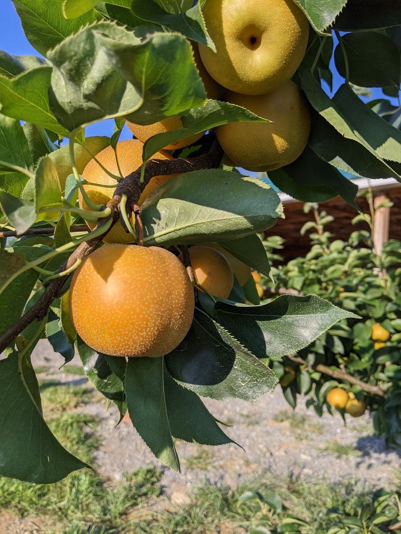 Mackintosh Fruit Farm in Berryville